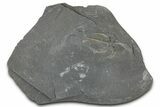Ordovician Brittle Star (Ophiura) - Morocco #365280-1